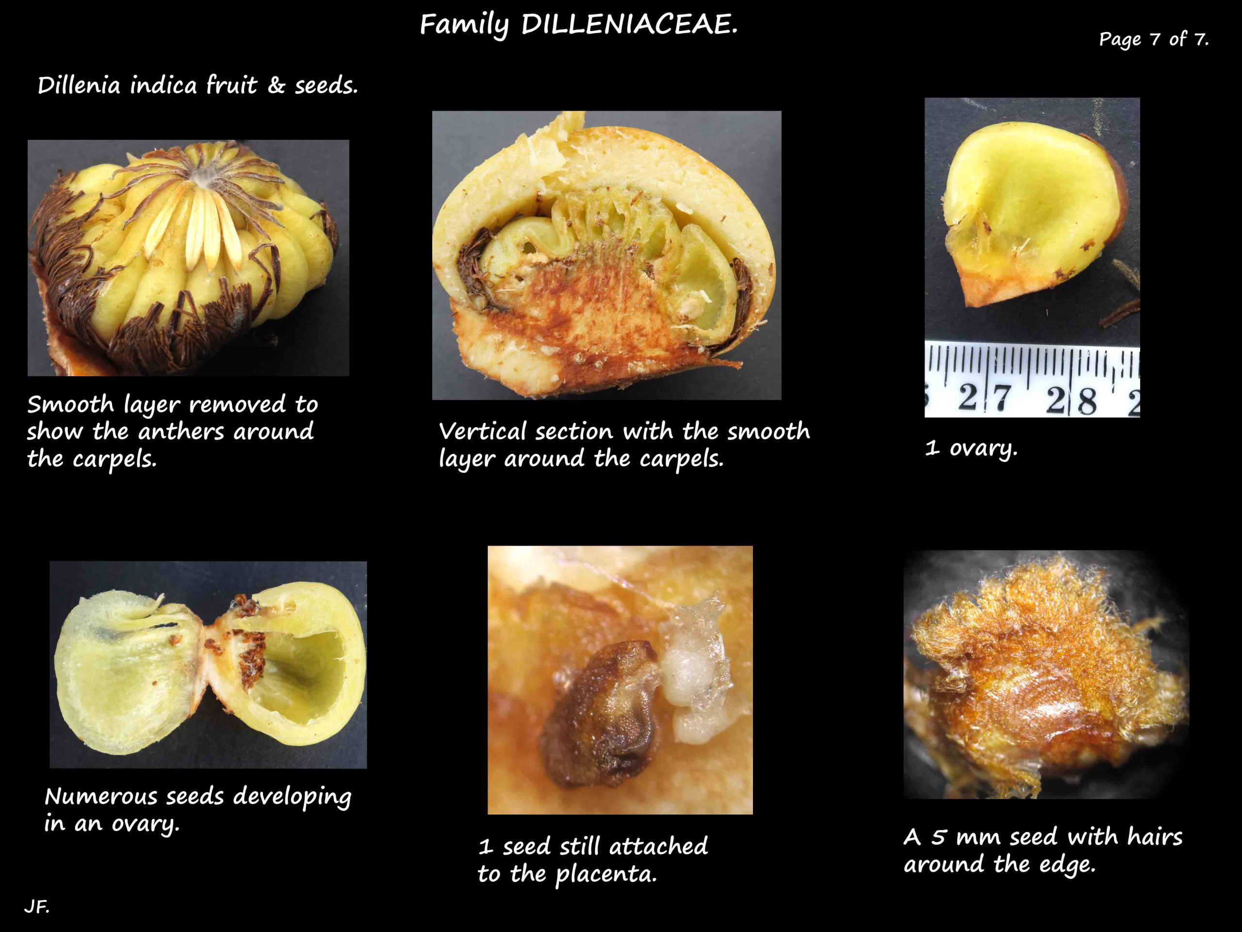 7 Dillenia indica seeds